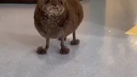 Funny dog