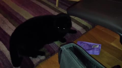 Cute funny cats