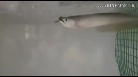 Arowana eating earthworm_Cut