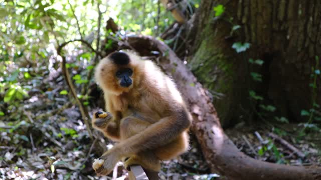 Footage Of A Monkey Eating Alone In The Forest