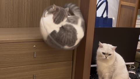 Cute Cats