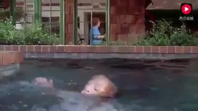 A Dog Save A Girl When She Fall In Swimming Pool