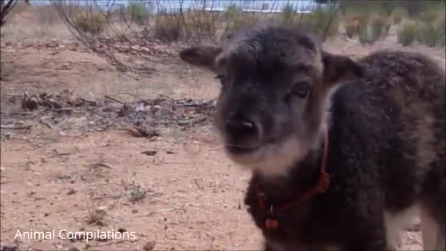 Baby Lamb (Sheep) asasoes Baa - CUTEST Compilation_Cut