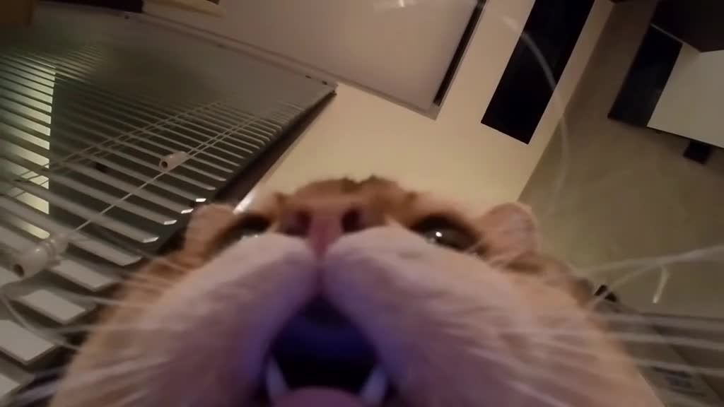 Turn up the volume and play it to your cat