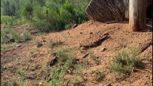 I think the two tigers are having a good time