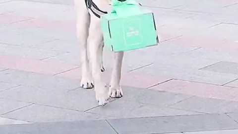 KIND DOG SURPRISE DYING OWNER WITH A CAKE ON HER BIRTHDAY IN THE HOSPITAL.mp4