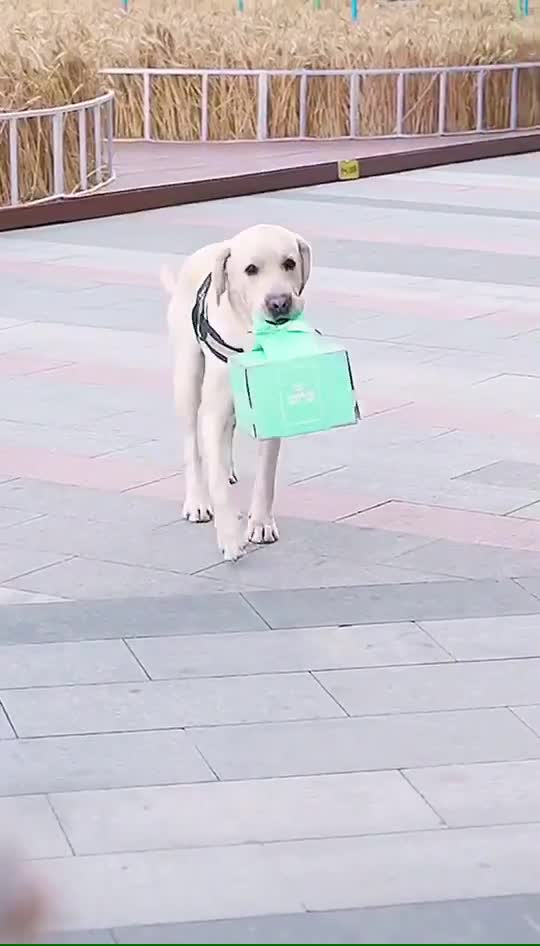 KIND DOG SURPRISE DYING OWNER WITH A CAKE ON HER BIRTHDAY IN THE HOSPITAL.mp4