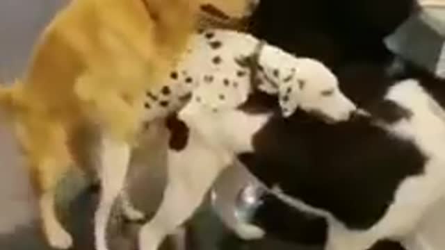 If you have a bad day funny animal clips 😂