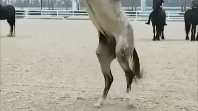 Equestrian reverse