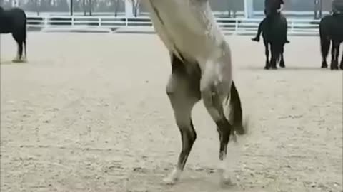 Equestrian reverse