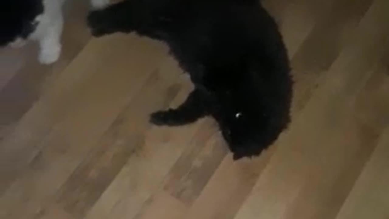fighters...lovely cats