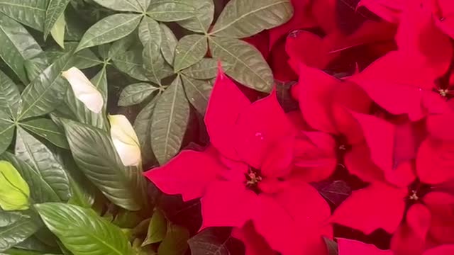 The color of red fire