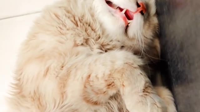 Funny sleeping cat