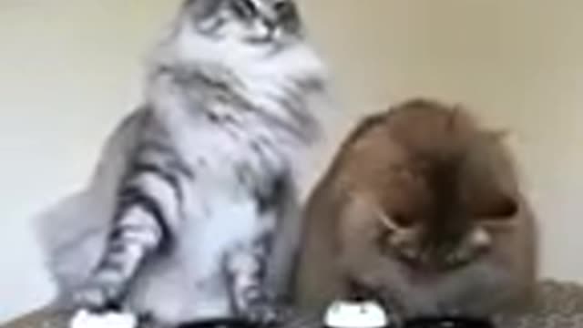 cat comedy video