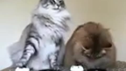 cat comedy video