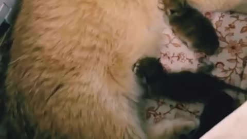 "Adorable Cat Mom Lovingly Feeds Her Precious Kittens 🐱💕"