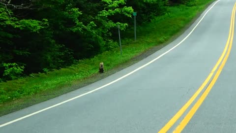 Red Fox