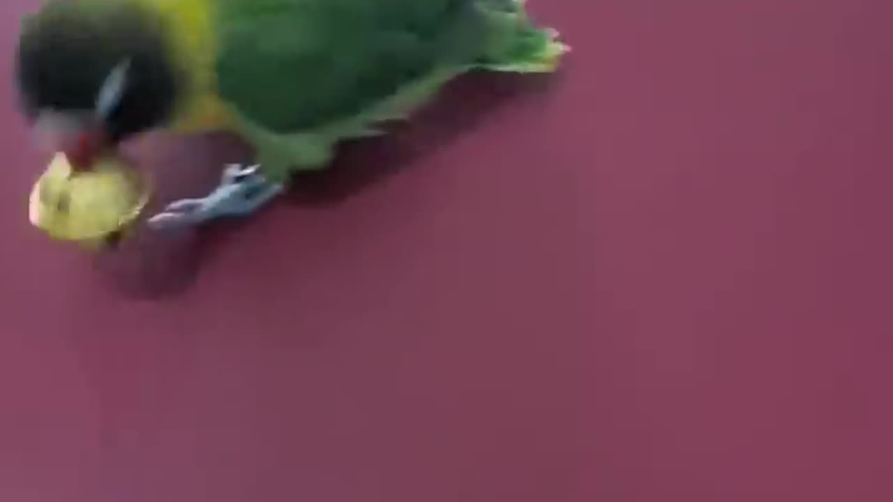 Smart parrot play