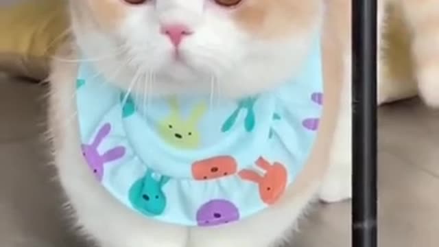 What's about this most cutest kitten cat | Funny Cute Cat Video 💩🤓