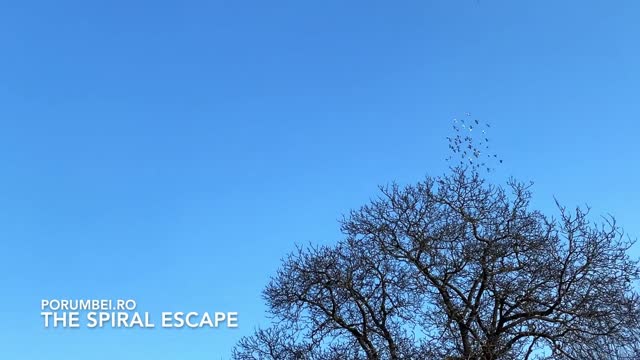 6 Tricks to Kick Your Worst Pigeon Habits