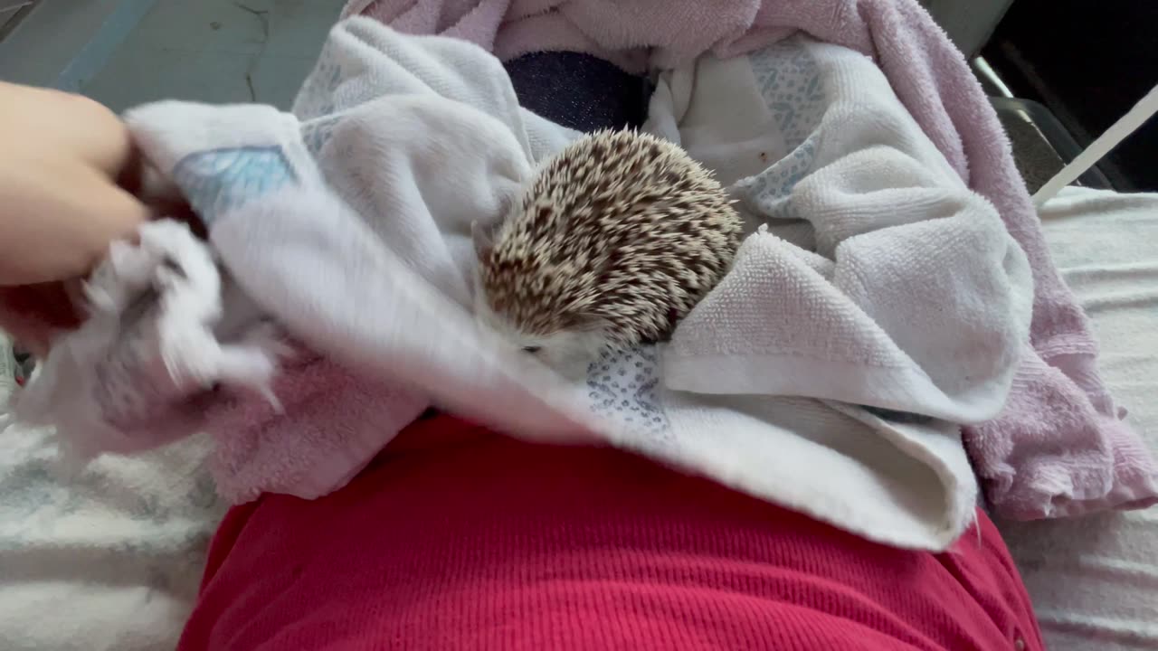 Prickles the Hedgehog