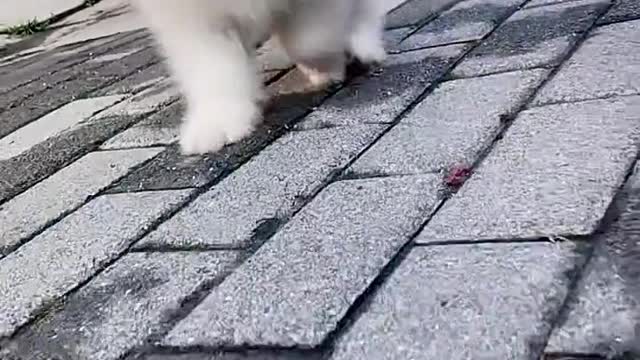 samoyeds