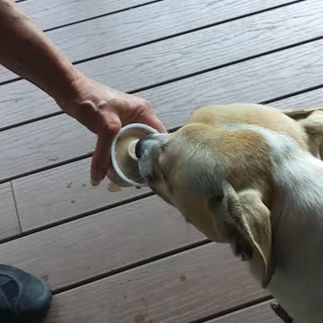 Jake's First Ice Cream Treat