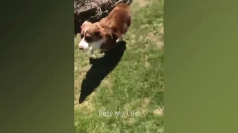 funnyanimals