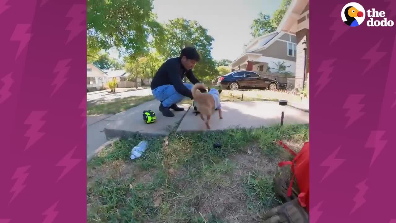 These Chihuahua's Love Going On Motorcycle Rides With Dad _ The Dodo Little But Fierce