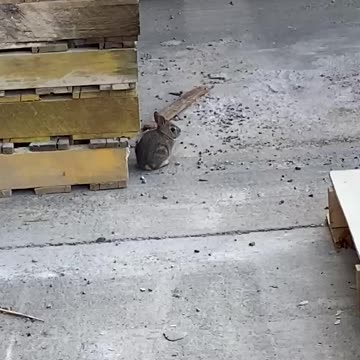 May 25, 2023 - A Baby Bunny Behind a Home Improvement Store