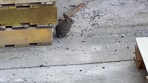 May 25, 2023 - A Baby Bunny Behind a Home Improvement Store