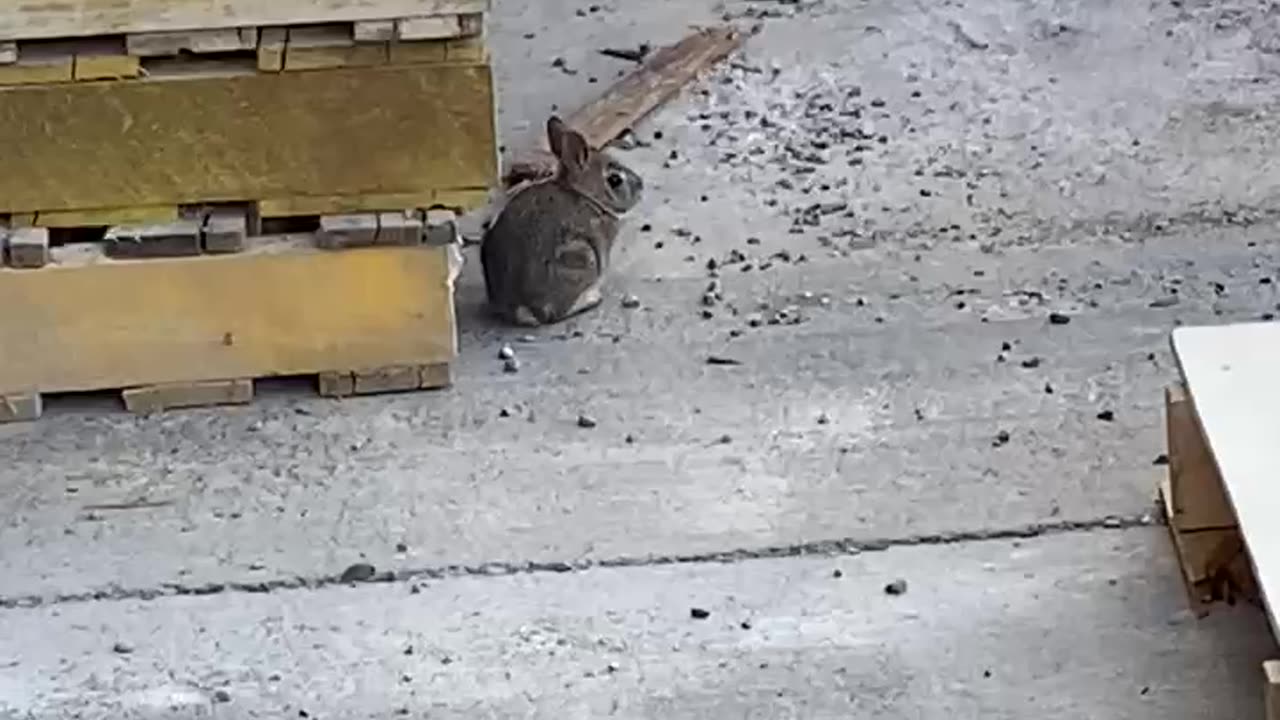 May 25, 2023 - A Baby Bunny Behind a Home Improvement Store