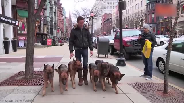 15 Best Trained & Disciplined Dogs in The World!