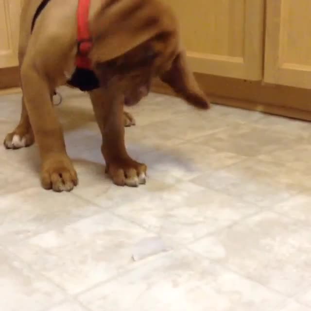 Puppy Can't Handle First Ice Cube Experience