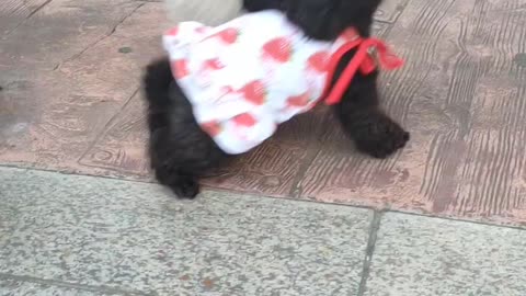 puppy