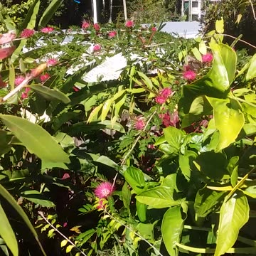 15.6.2024 Ulysses Butterflies