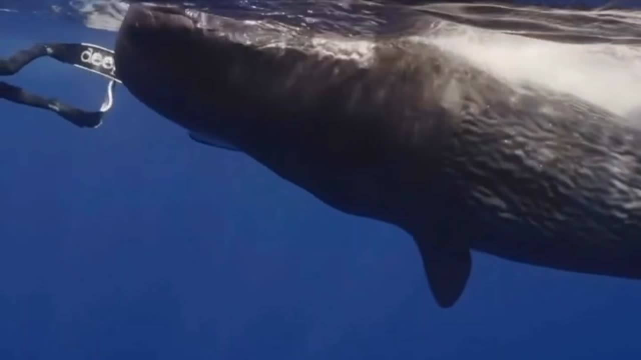 what an experience 😊🙏🐋