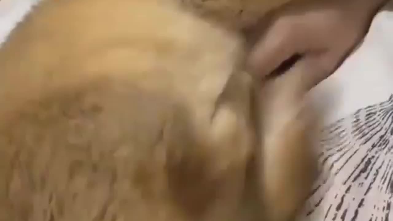 Cute dogs laughings by him