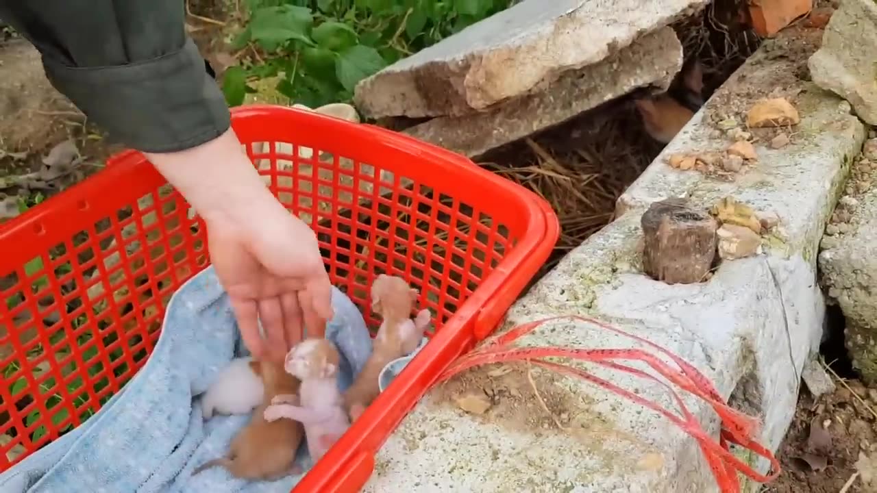 Saving The Cats Before The Heavy Rain, Touched By The Mother Cat's Motherly Love