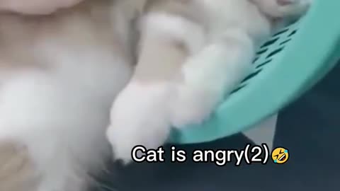 Cat is angry 😠