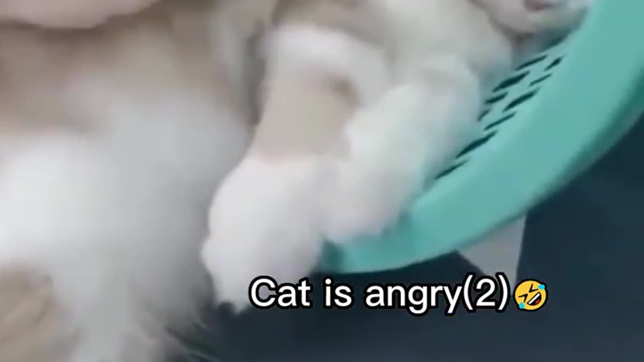 Cat is angry 😠