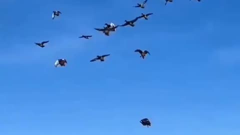 Canada birds hunters