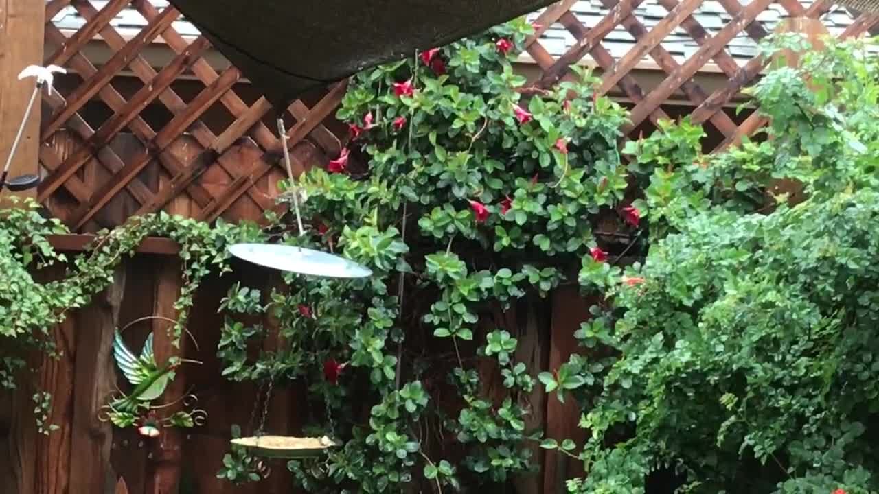 Hummingbird Taking A Shower In The Rain