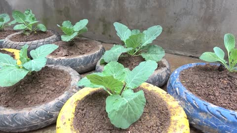 Growing cabbage in tires is easy for beginners and highly productive