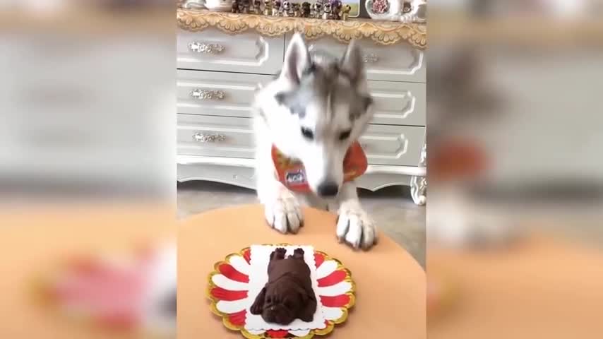 Cat Reaction To Cutting Cake Funny Dog