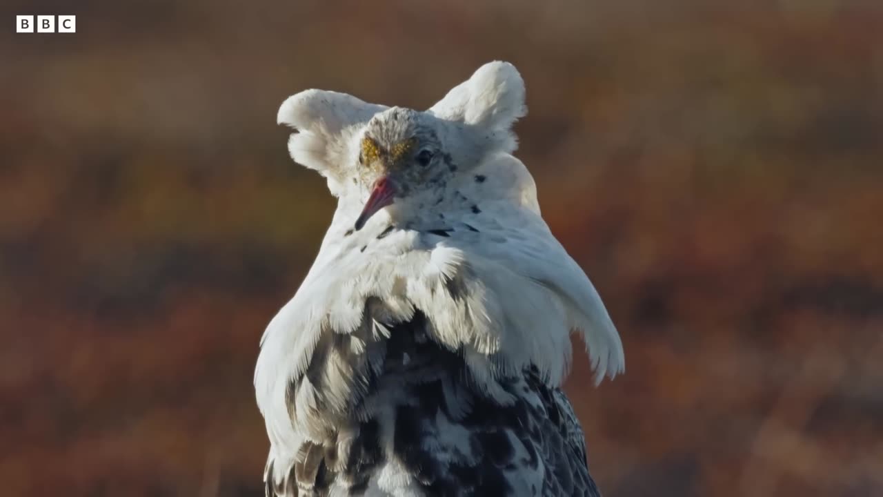 Elaborate Mating Strategies of Male Ruffs | Wild Scandinavia | BBC Earth