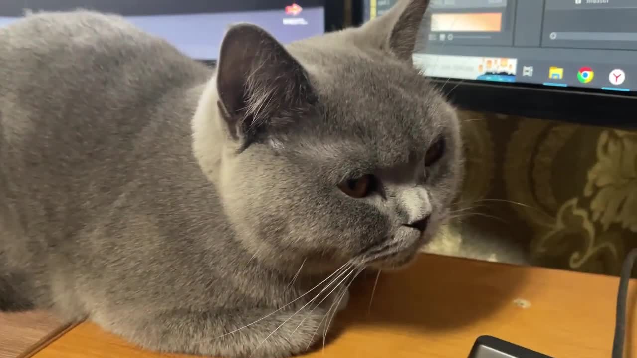 The Cat watches the Video before posting it on