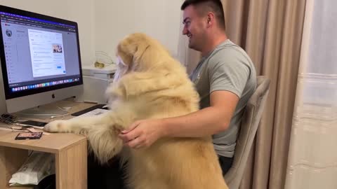 If you imagine that Golden Retriever is my Boss! [Try not to Laugh]