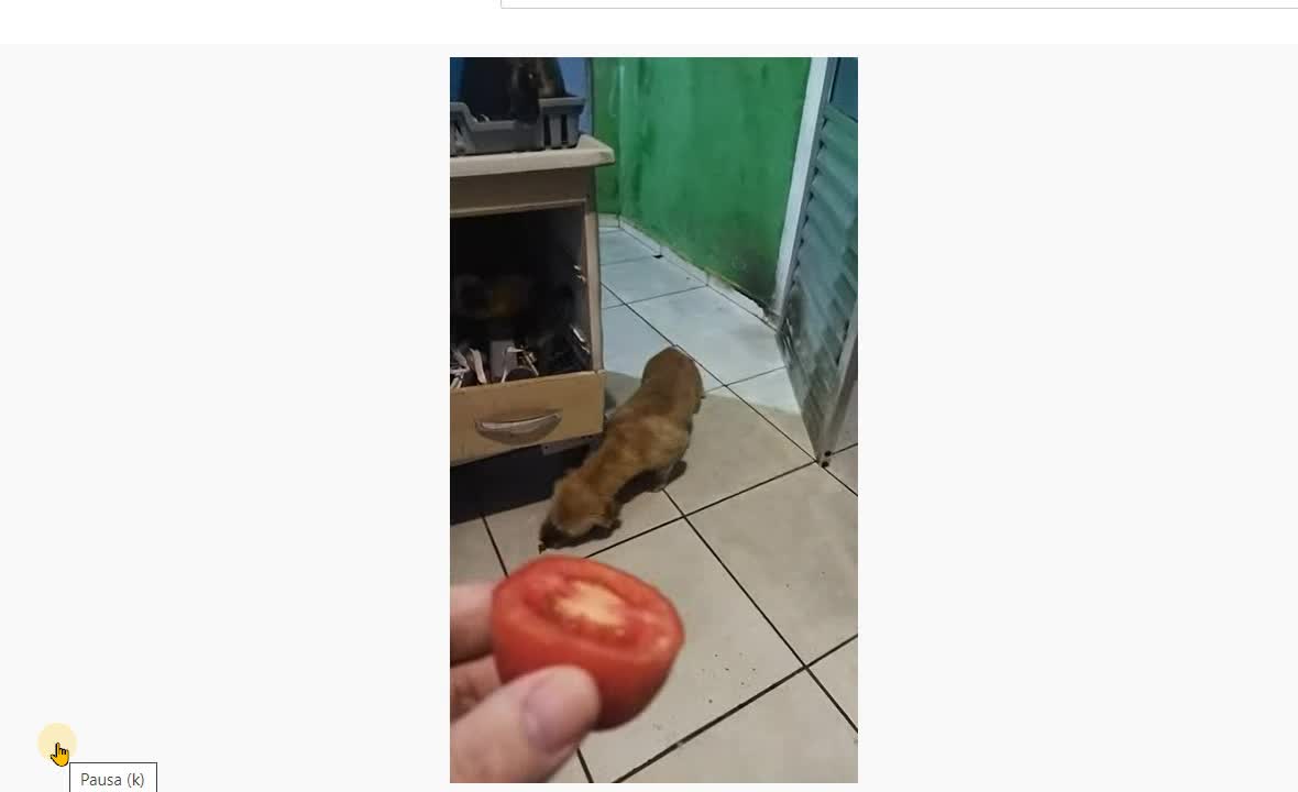 Dog (carnivore) who got addicted to tomato.