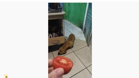 Dog (carnivore) who got addicted to tomato.